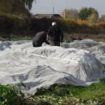 Visit to Akiki Organics, a biodynamic farm Veg field