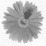 Organic gardening group- a plea for help! Logo Will Scott