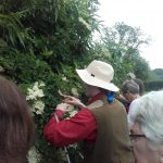 Elderflower forage 3rd June 2017 Elder flower
