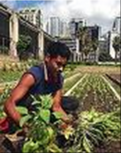 turning urban wasteland into food