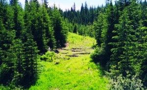 Foresting to allow Regrowth -naturallywood.com