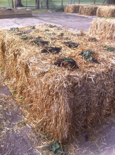 Strawberries growing in a straw bale!