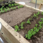 Our very first seedlings growing in the raised beds