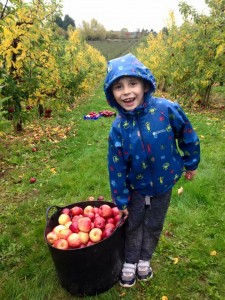 Apple gleaning