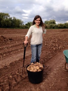 Gleaning spuds