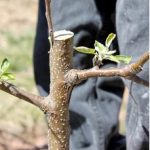 Apple Tree Grafting Workshop on 12 Feb – FULLY BOOKED graft